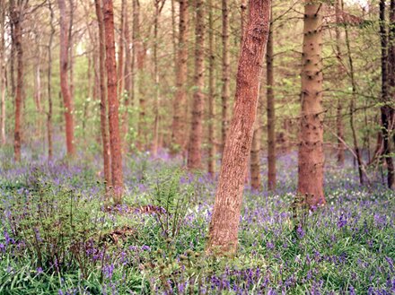 Picture: Woodland burial, environmentally friendly humanist or religious funeral and burial